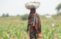 Farmer African girl walking in farm field in Chad N'Djamena travel, located in Sahel desert and Sahara. 